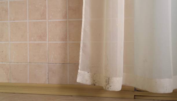 Best Mold Documentation for Insurance Claims  in Jefferson, IA