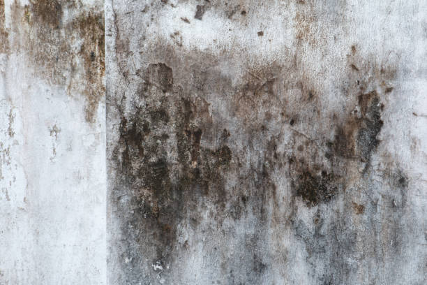 Mold Remediation for Rental Properties in Jefferson, IA