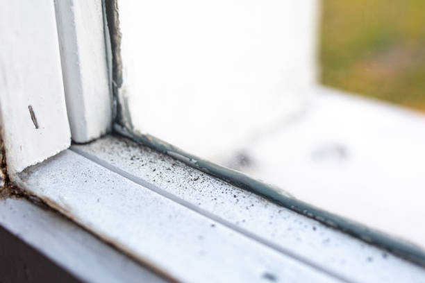Trusted Jefferson, IA Mold Removal Experts