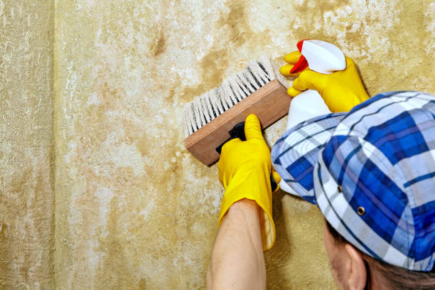 Best Comprehensive Air Testing for Mold Contaminants  in Jefferson, IA