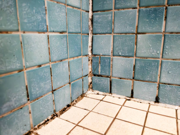 Mold Removal for HVAC Installations in Jefferson, IA