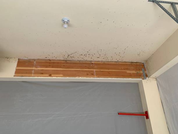 Best Attic Mold Removal  in Jefferson, IA