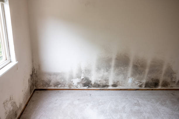 Best Airborne Mold Testing  in Jefferson, IA
