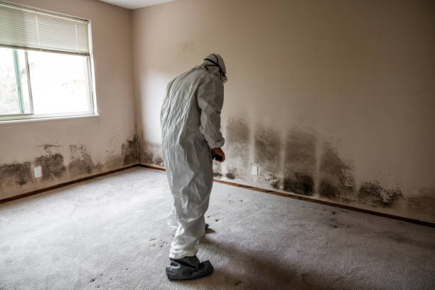 Best Post-Construction Mold Inspection  in Jefferson, IA