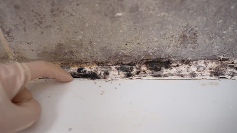 Best Crawl Space Mold Remediation  in Jefferson, IA